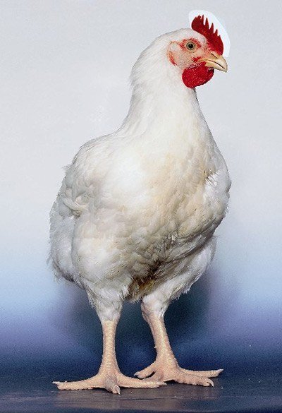 broiler rusticbro m white