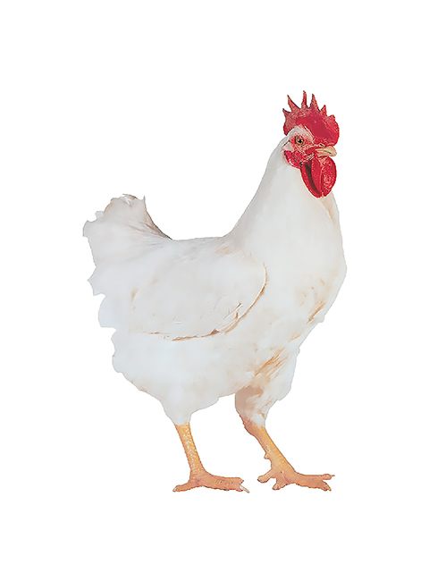 COQ MASTER GREY