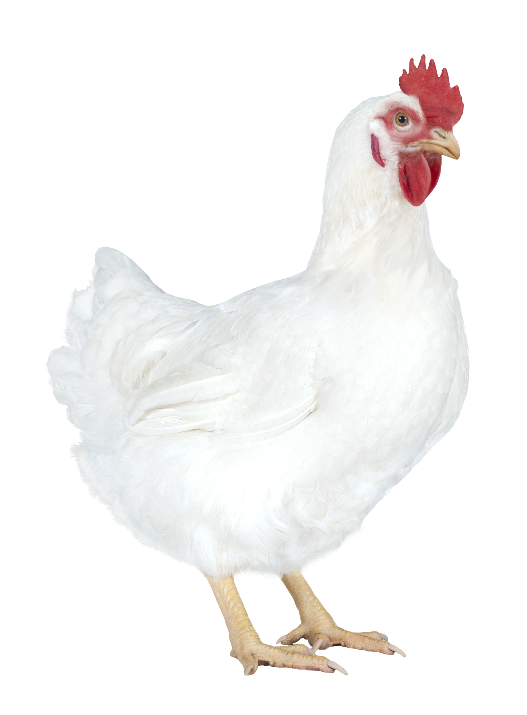 Hubbard-Edge-Female