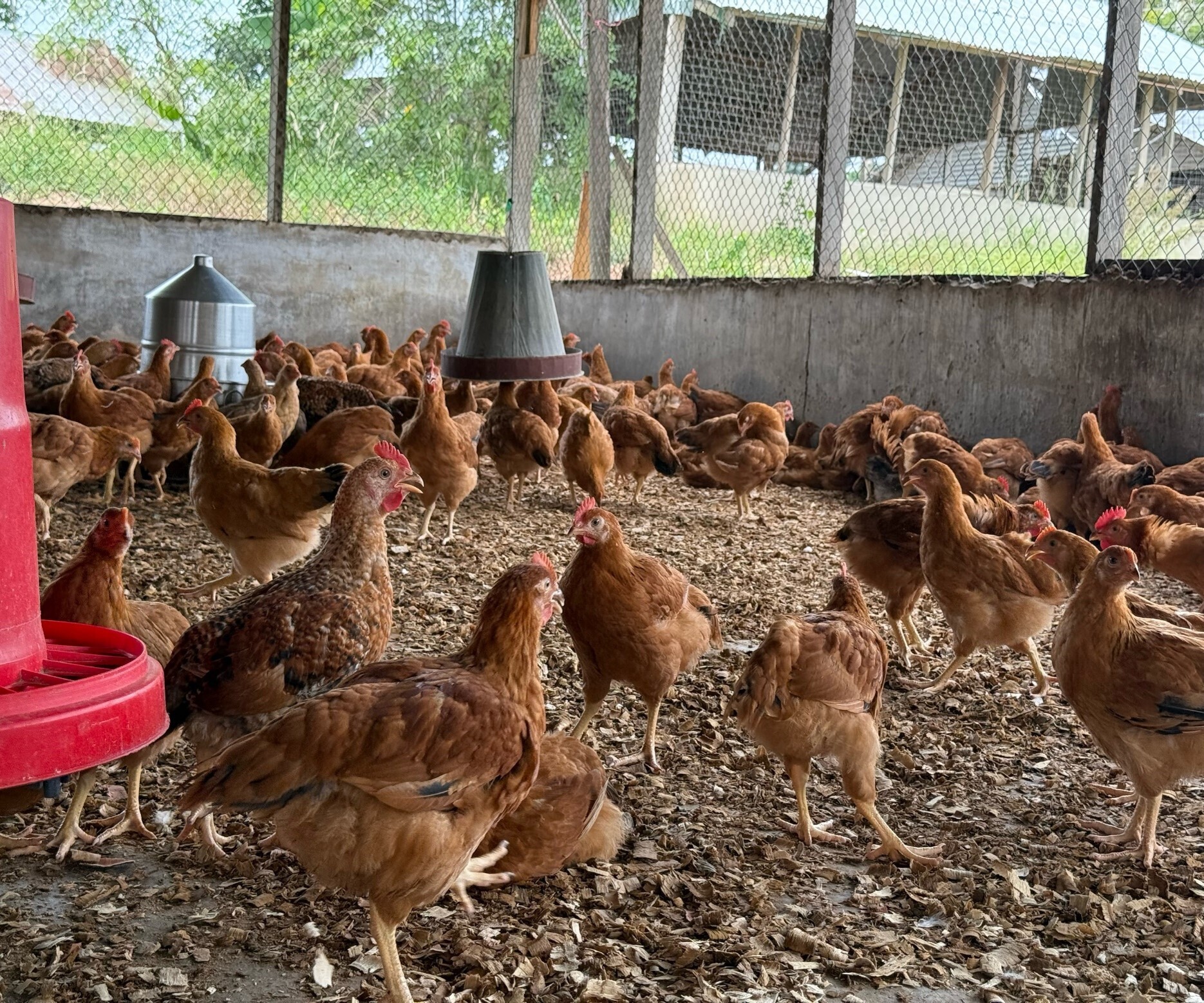 Hubbard Premium Dual-Purpose Chickens in Ghana_01 (credits WAFAD)