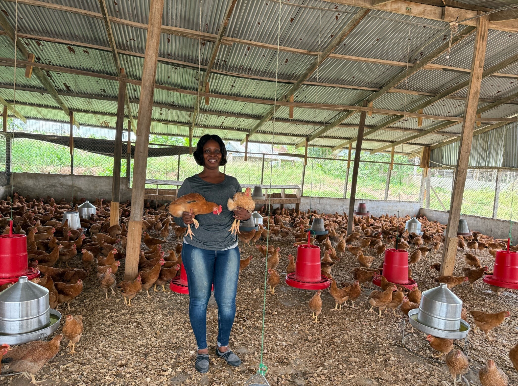 Hubbard Premium Dual Purpose Chickens in Ghana_02 (credits WAFAD)