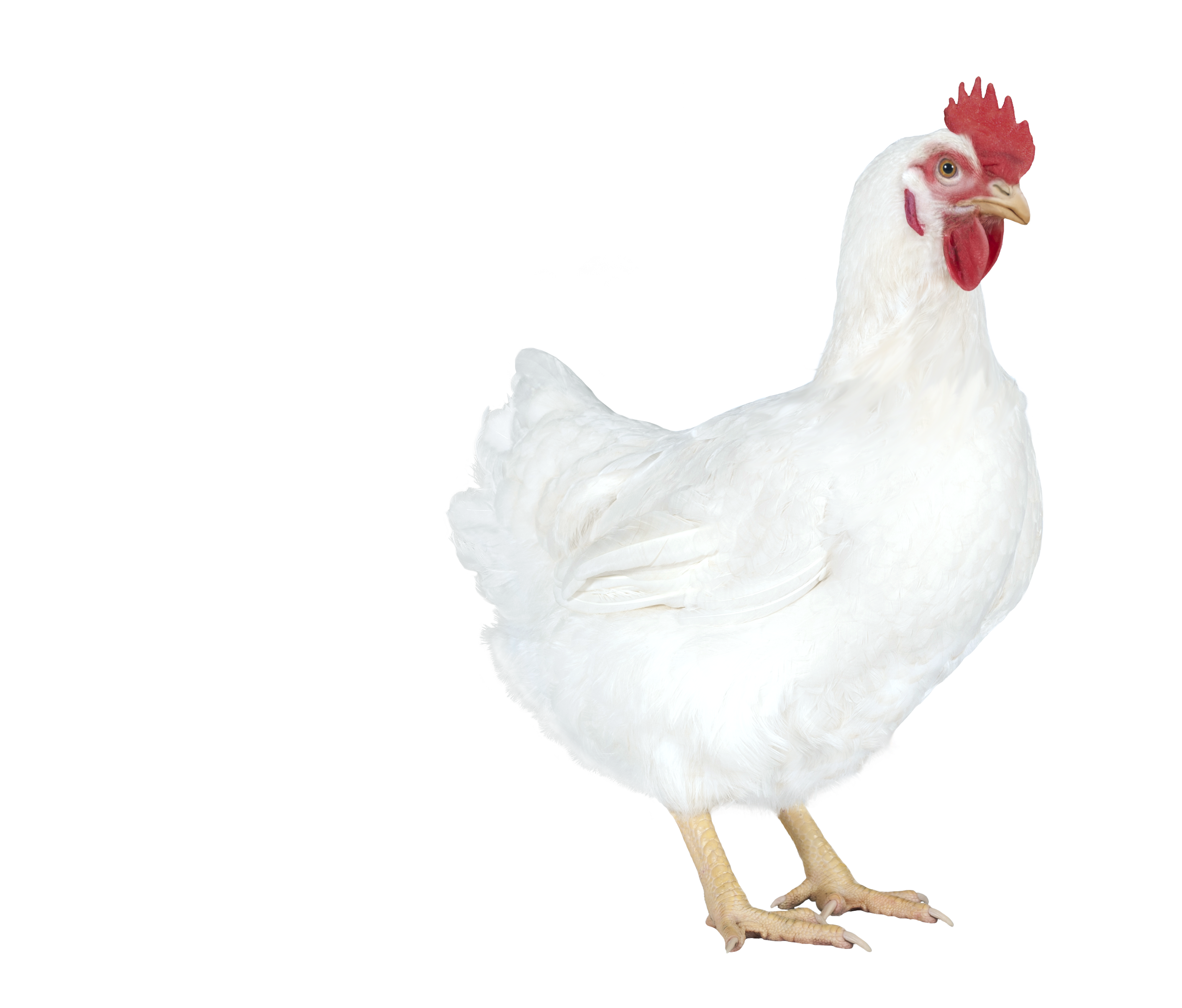 PS Conventional Female