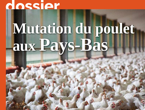 BlocActu_Poulet-aux-PaysBas