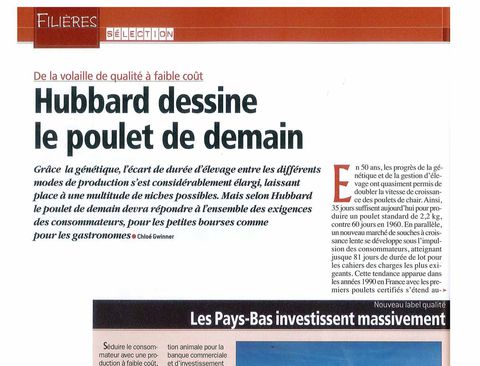 B Actu Hubbard dessine le poulet de demain