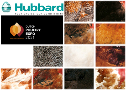 BlocActu-Dutch Poultry 2021