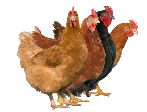 BlocActu2_PremiumFemales
