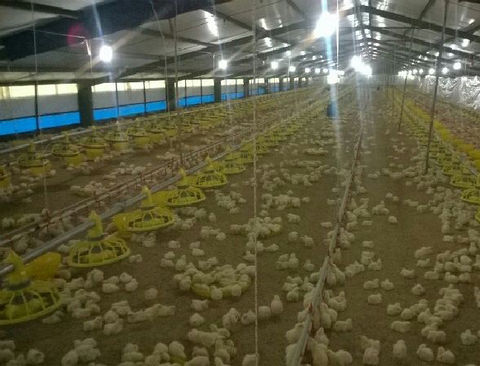 BlocActu_PoultryKIP