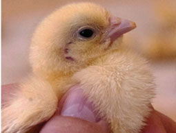 BlocActu_Poussin-de-1-jour-avec-jabot-plein-et-souple