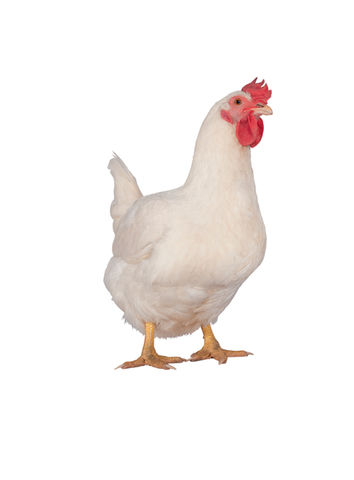 Hubbard Feedsaver Female_F15