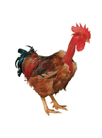 Hubbard Coloured Male_S77N