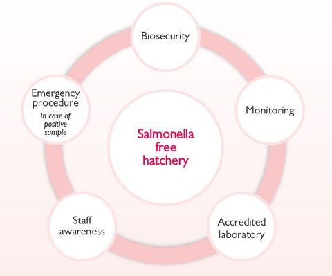 Taking steps towards a salmonella free hatchery